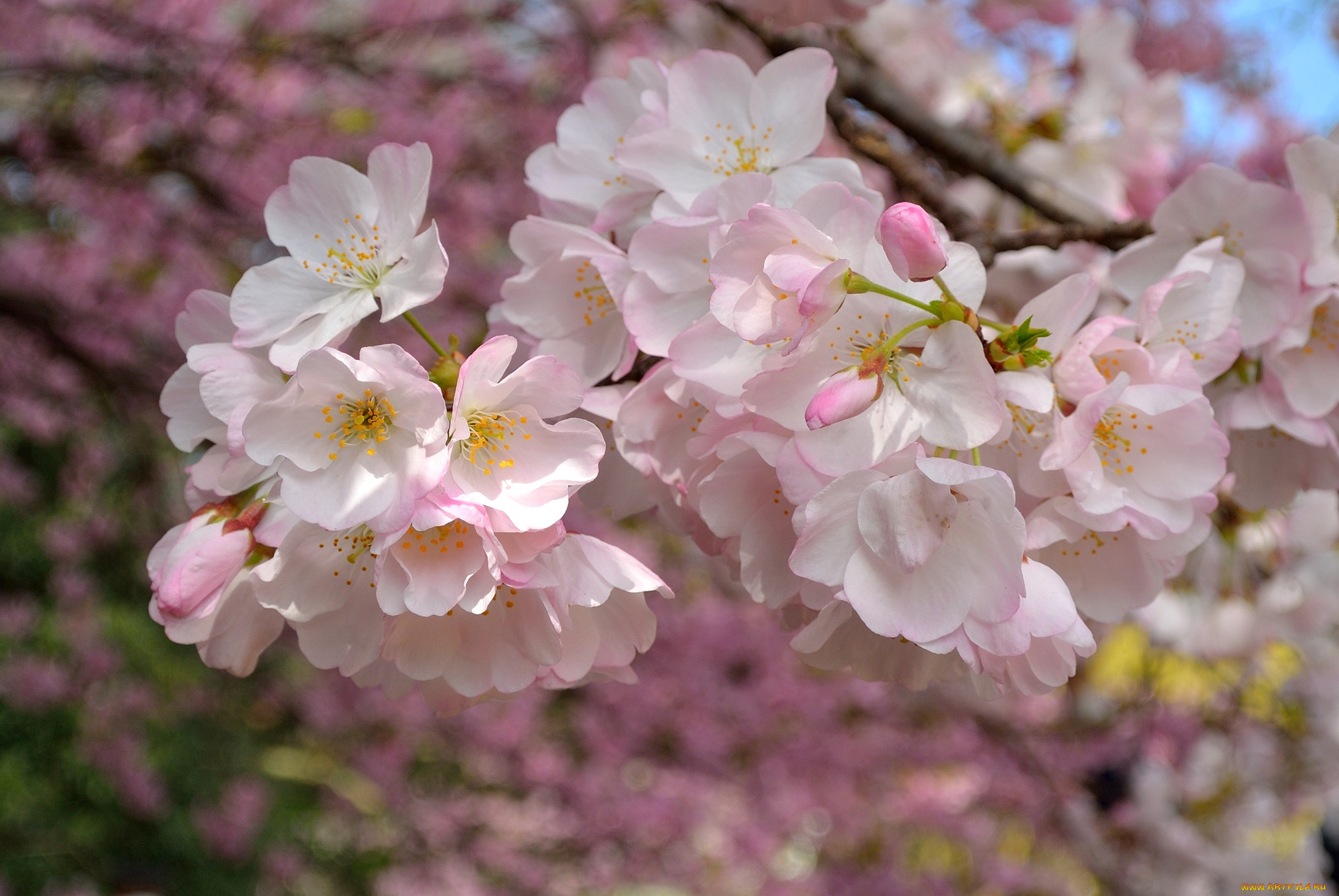 Весенние цветы Сакура